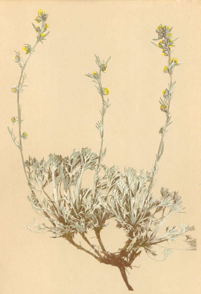 ALPENFLORA ALPINE FLOWERS. Artemisia nitida Bertol-Glänzender Beifuss 1897